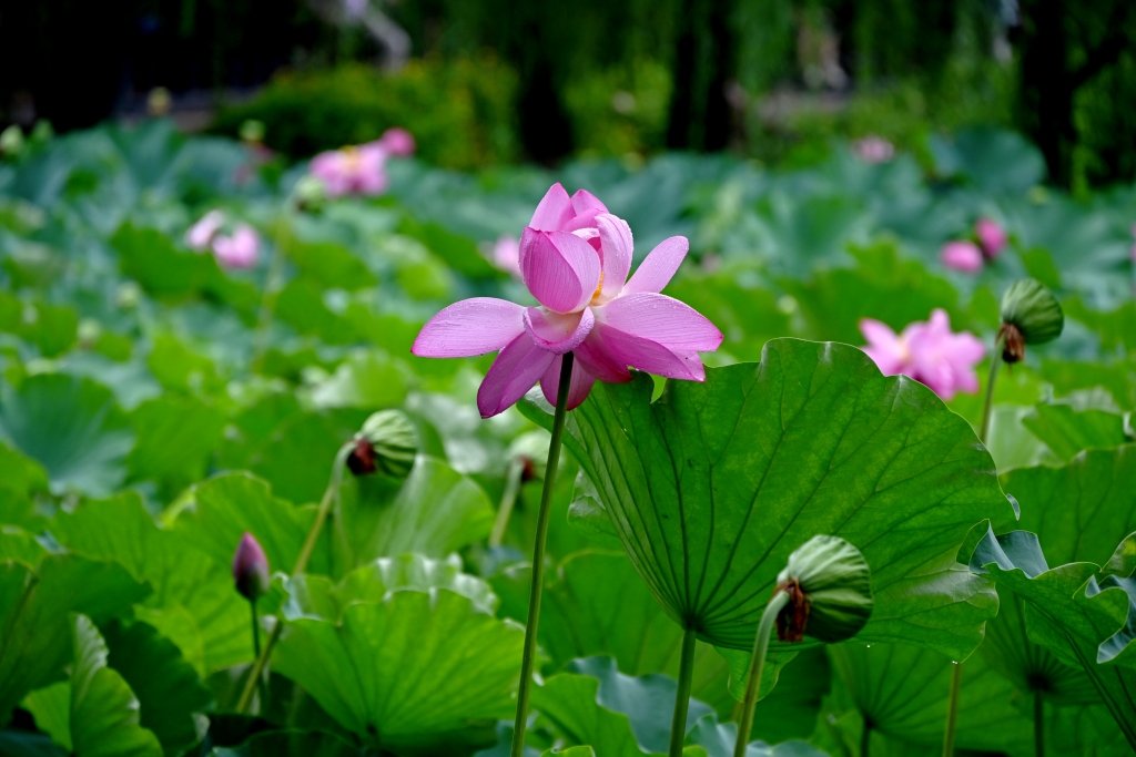 DSC_1903_副本.jpg