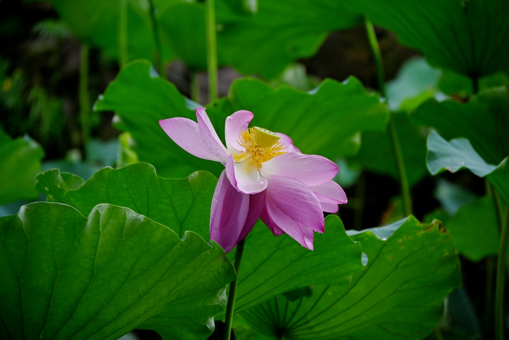 DSC_1905_副本.jpg