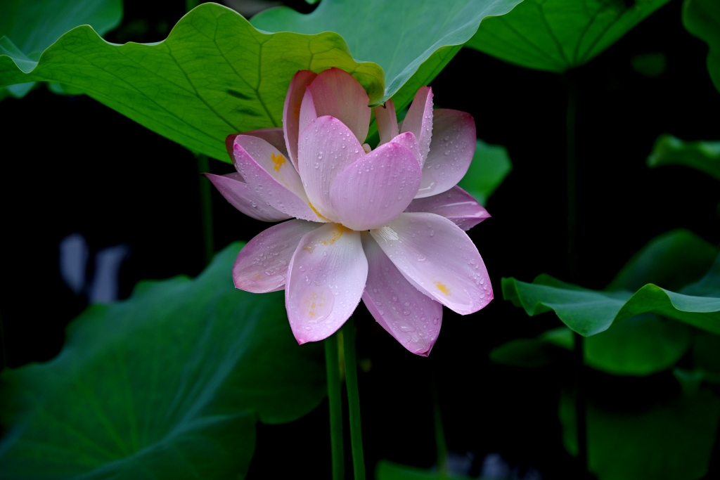 DSC_1909_副本.jpg