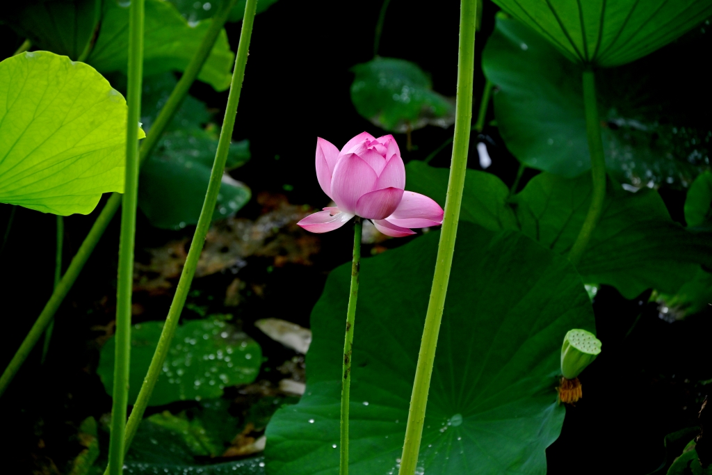 DSC_1966_副本.jpg