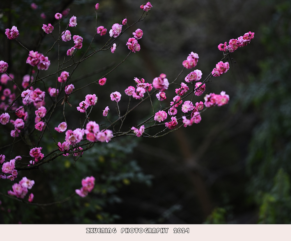 _DSC8267.JPG