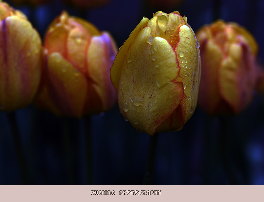 _DSC8784.JPG