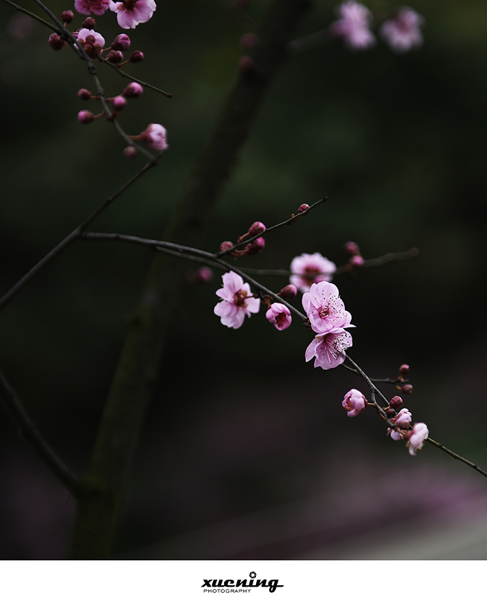 _DSC5329 拷贝.jpg