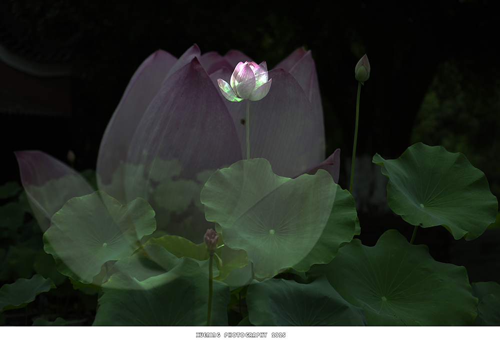 _DSC2588 拷贝.jpg