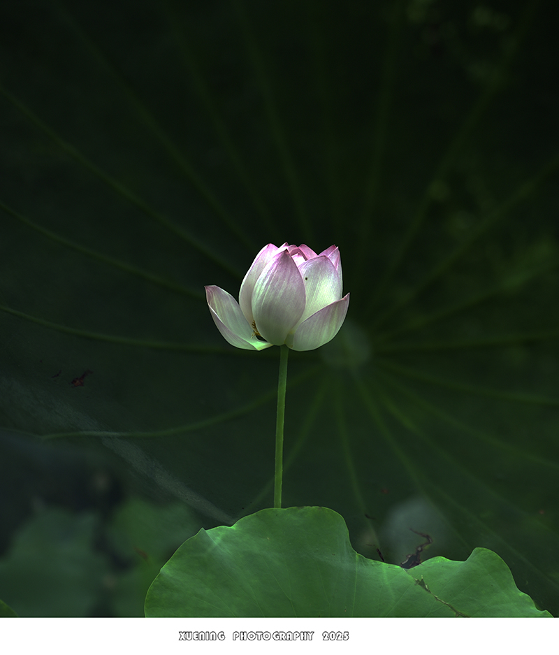 _DSC2595 拷贝.jpg