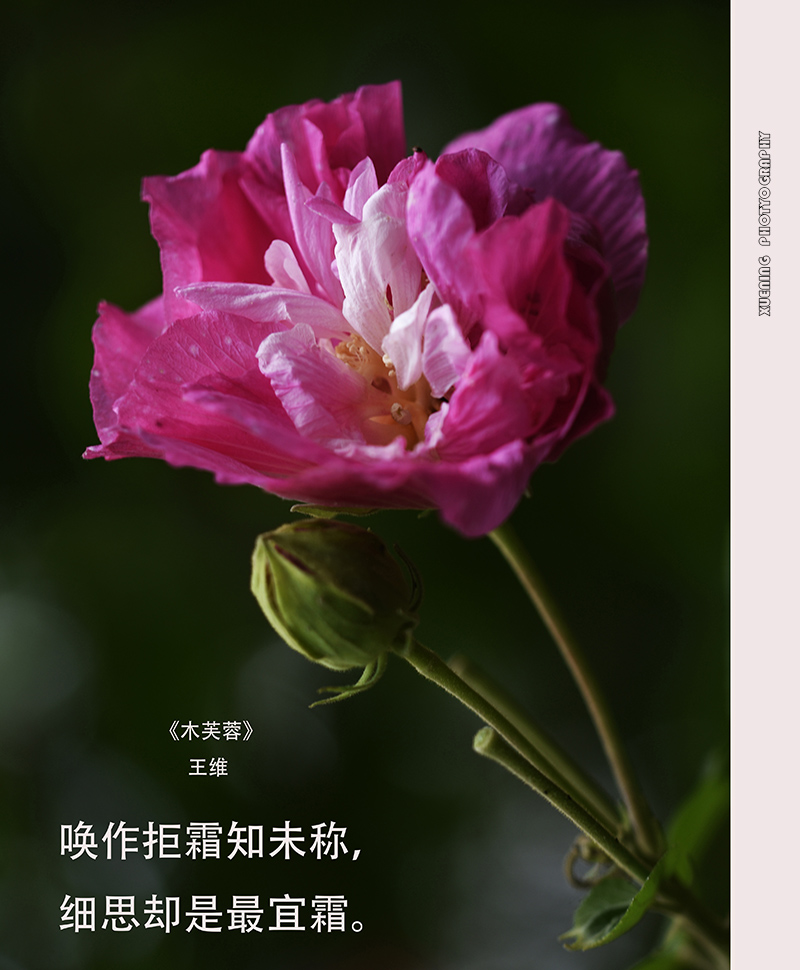 _DSC4114 拷贝.jpg