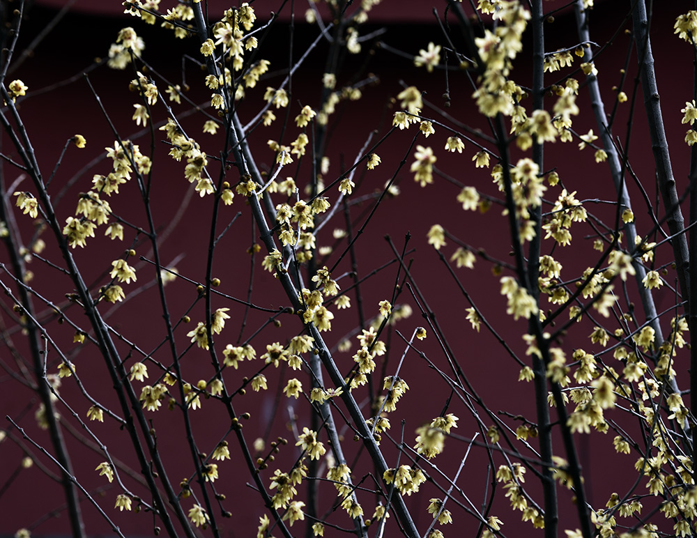 _DSC0429 拷贝.jpg