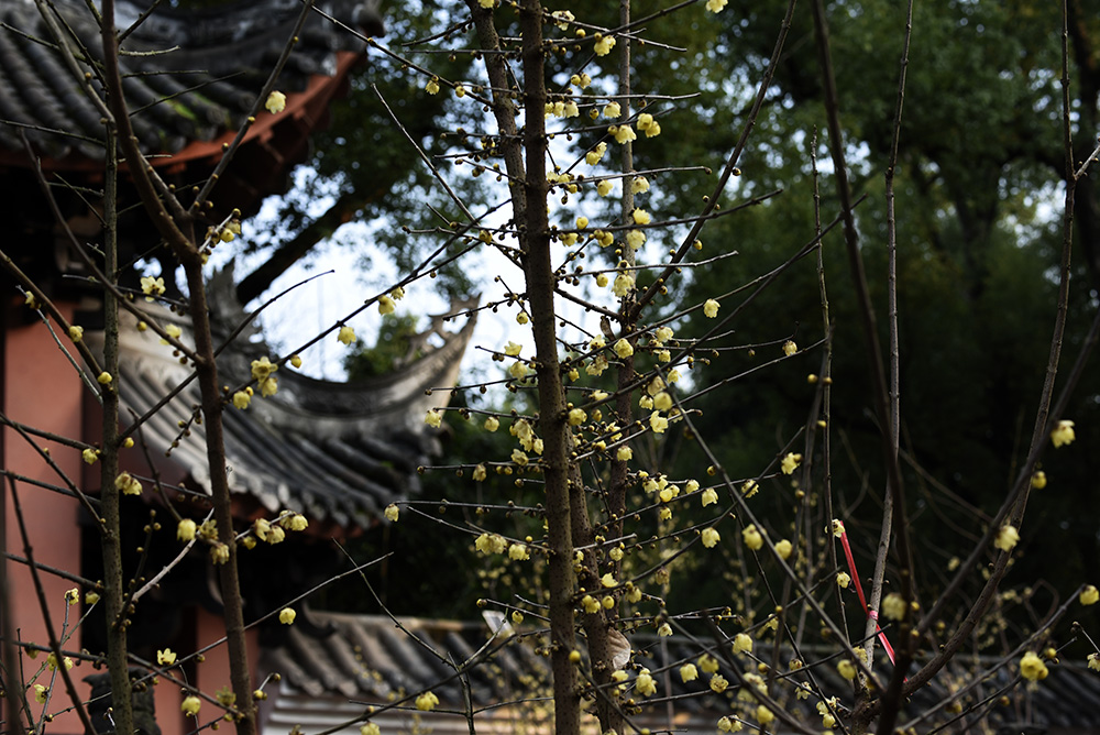 _DSC0435 拷贝.jpg