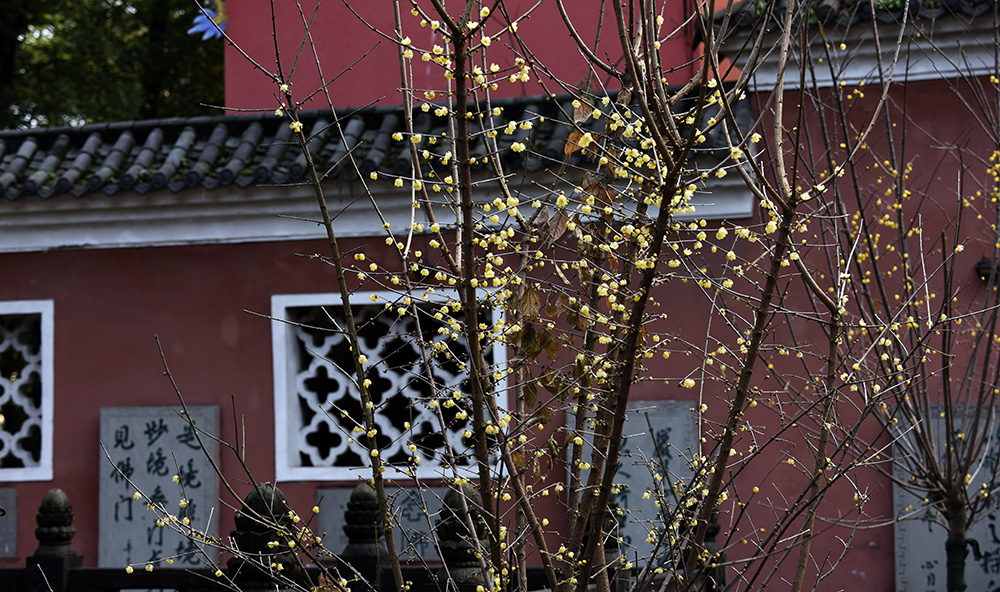 _DSC0437 拷贝.jpg
