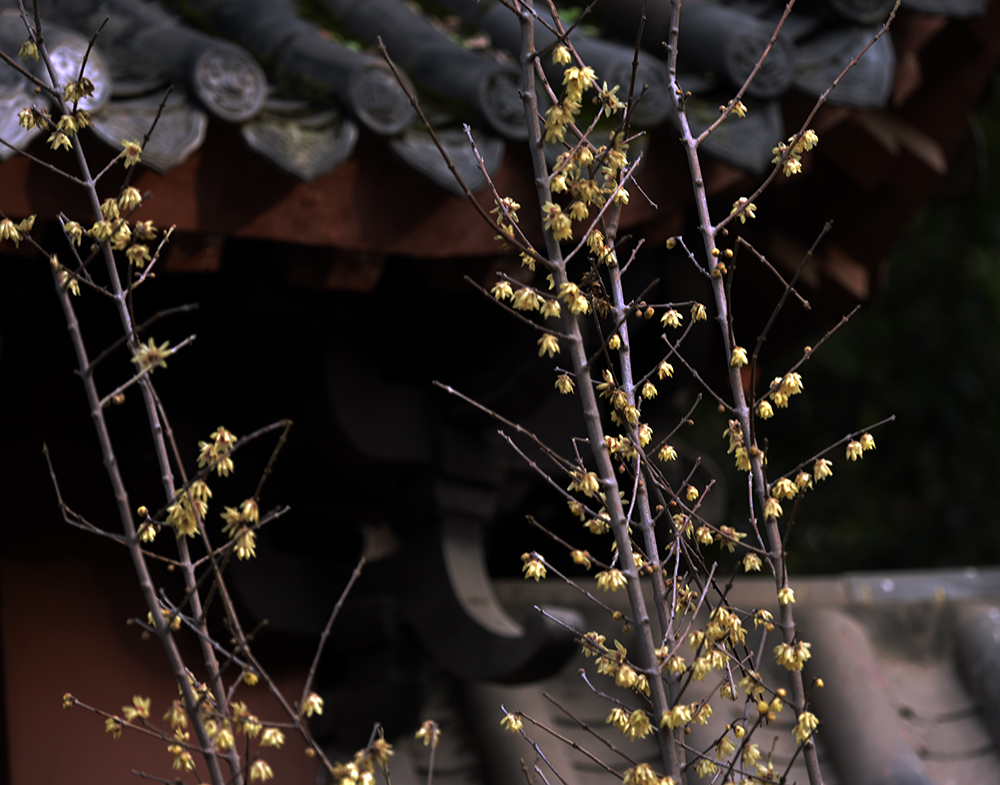 _DSC0439 拷贝.jpg