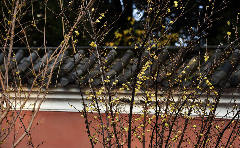 _DSC0438 拷贝.jpg