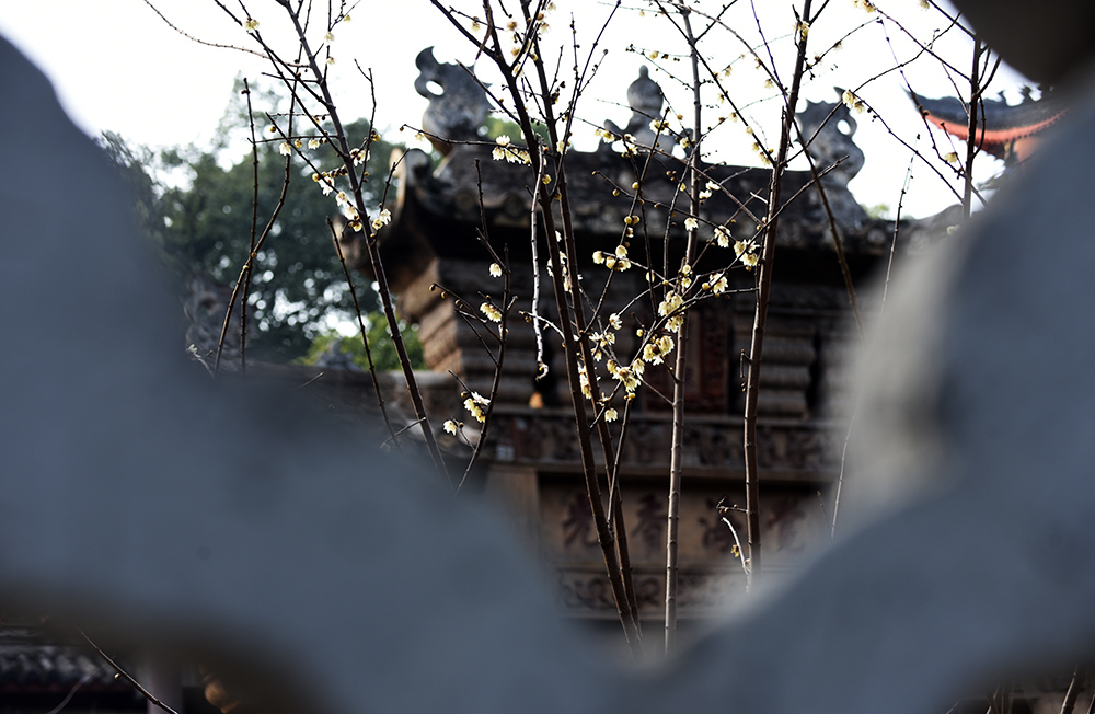 _DSC0442 拷贝.jpg