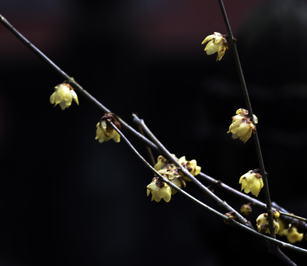 _DSC0441 拷贝.jpg