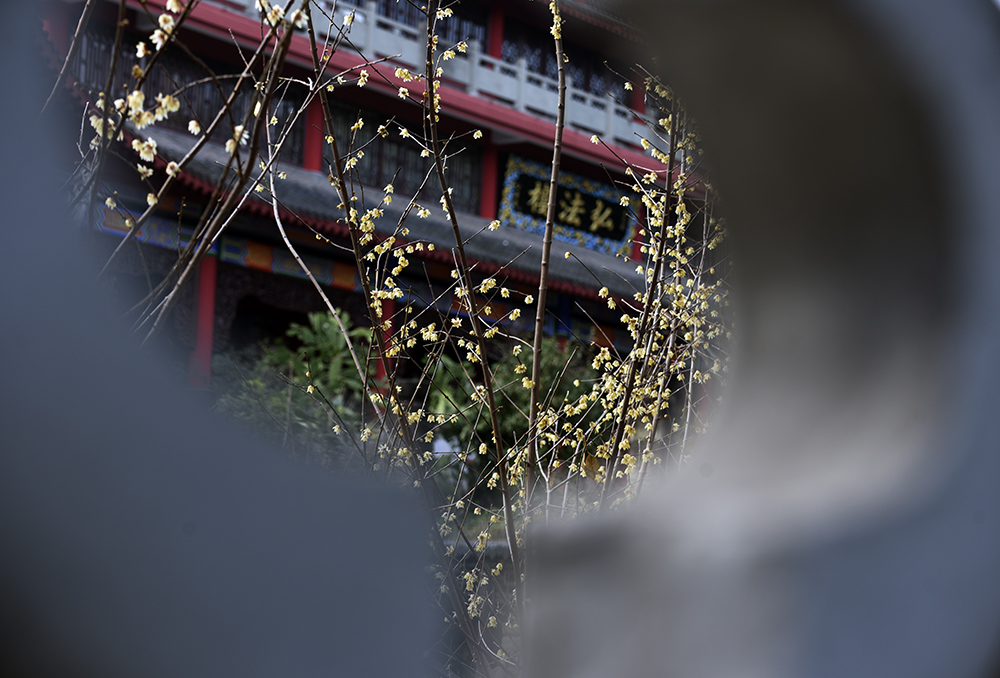 _DSC0443 拷贝.jpg