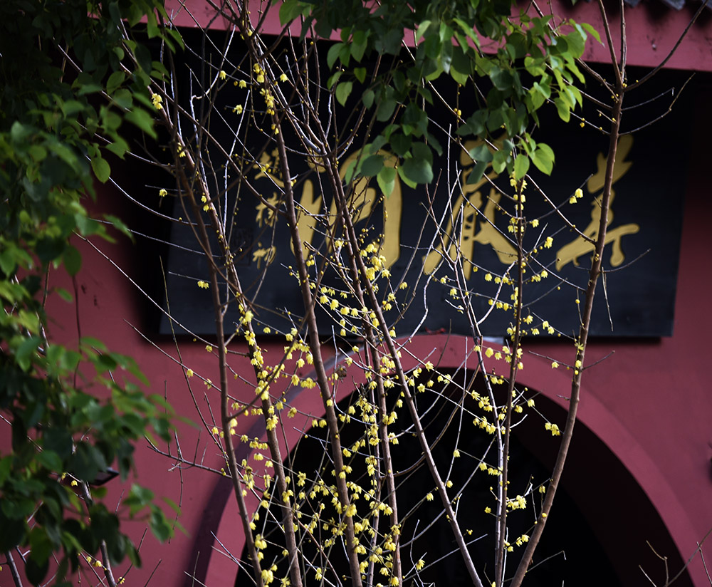 _DSC0464 拷贝.jpg