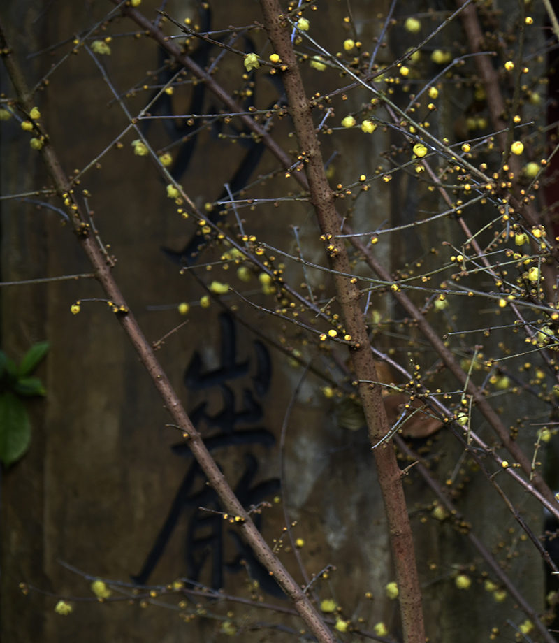 _DSC0468 拷贝.jpg