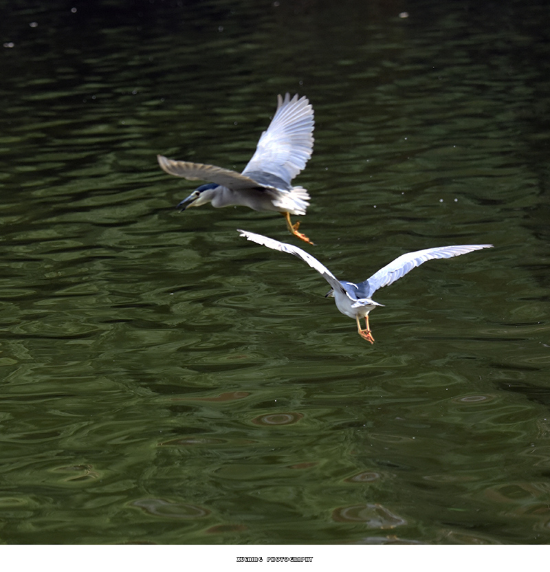 _DSC0870 拷贝.jpg