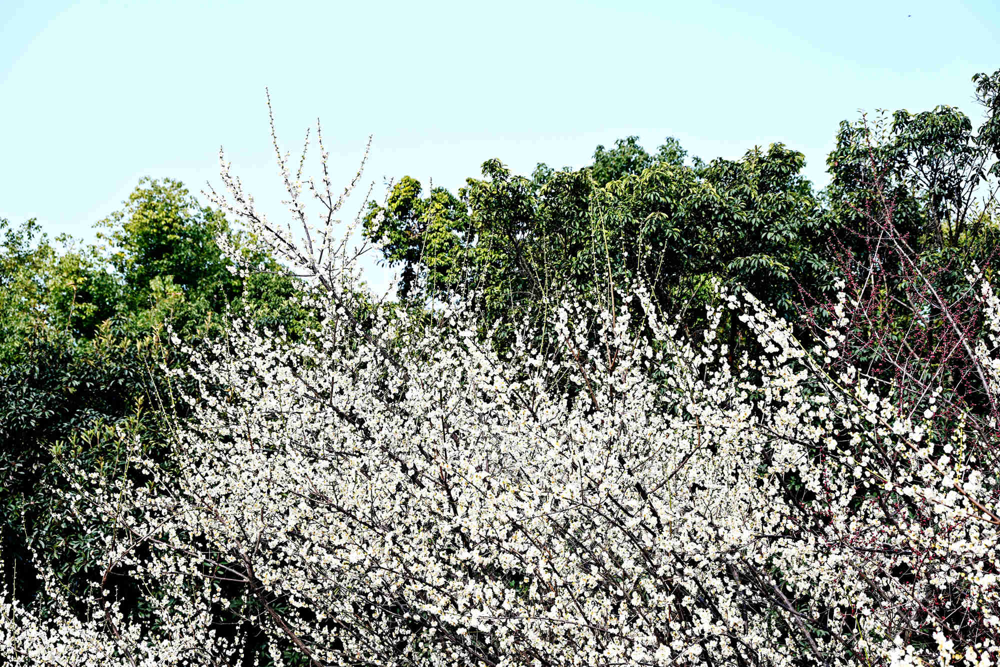DSC_4907_副本.jpg