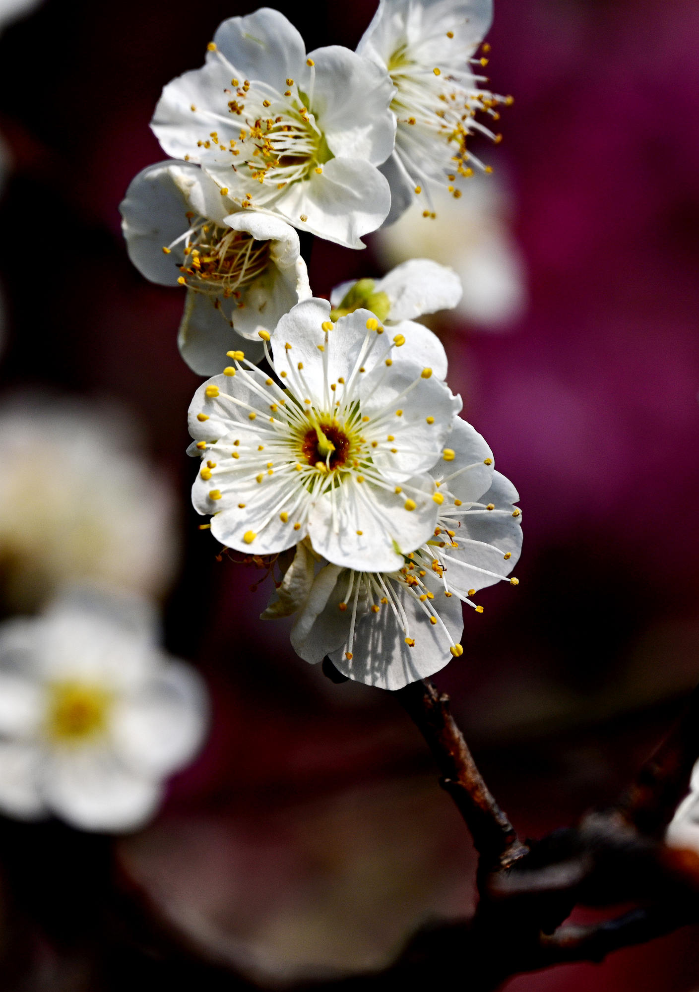 DSC_4912_副本.jpg
