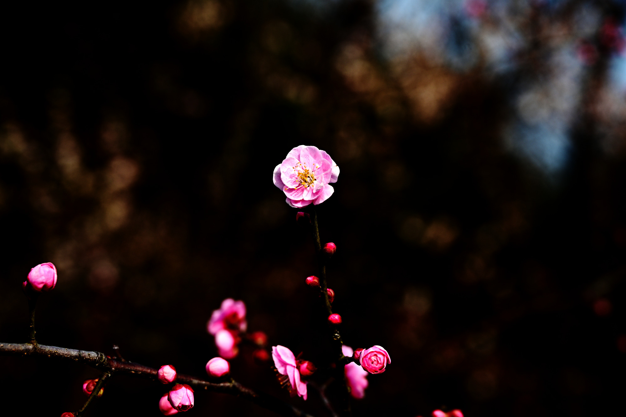 DSC_4914_副本.jpg