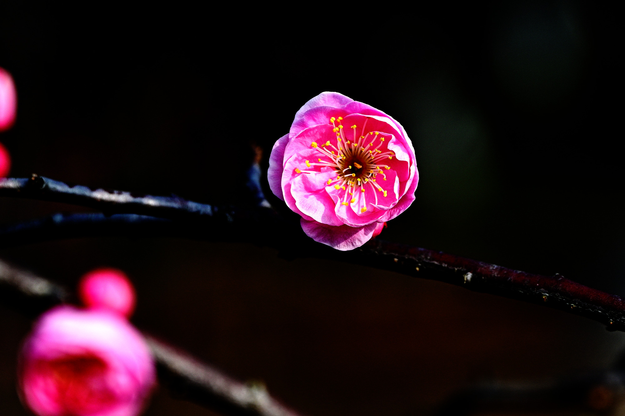 DSC_4916_副本.jpg