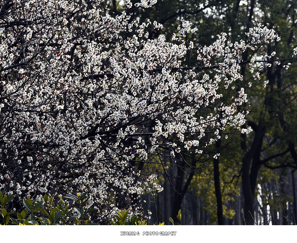 _DSC1799 拷贝.jpg