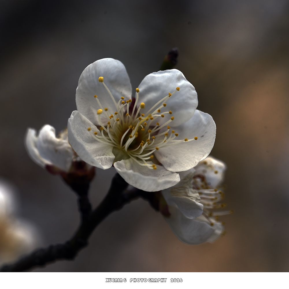 _DSC1826 拷贝.jpg