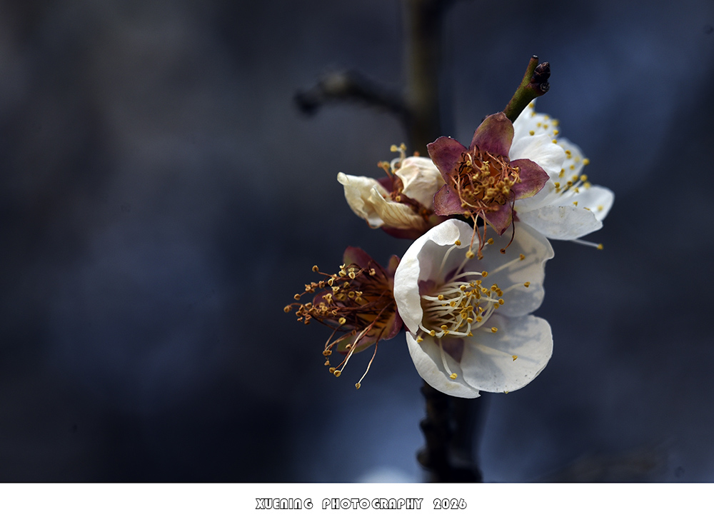 _DSC1835 拷贝.jpg