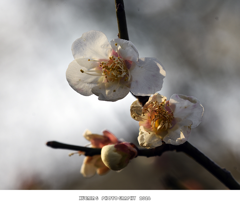 _DSC1840 拷贝.jpg