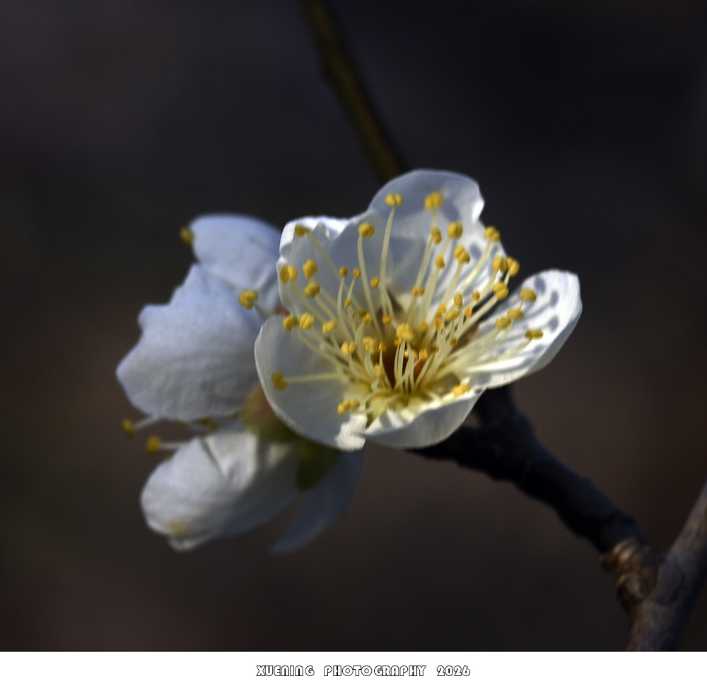 _DSC1845 拷贝.jpg