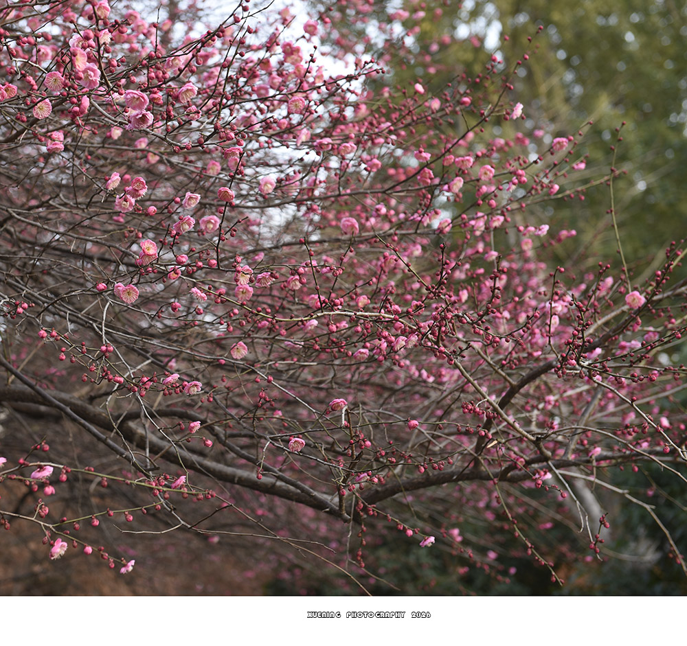 _DSC1947 拷贝.jpg