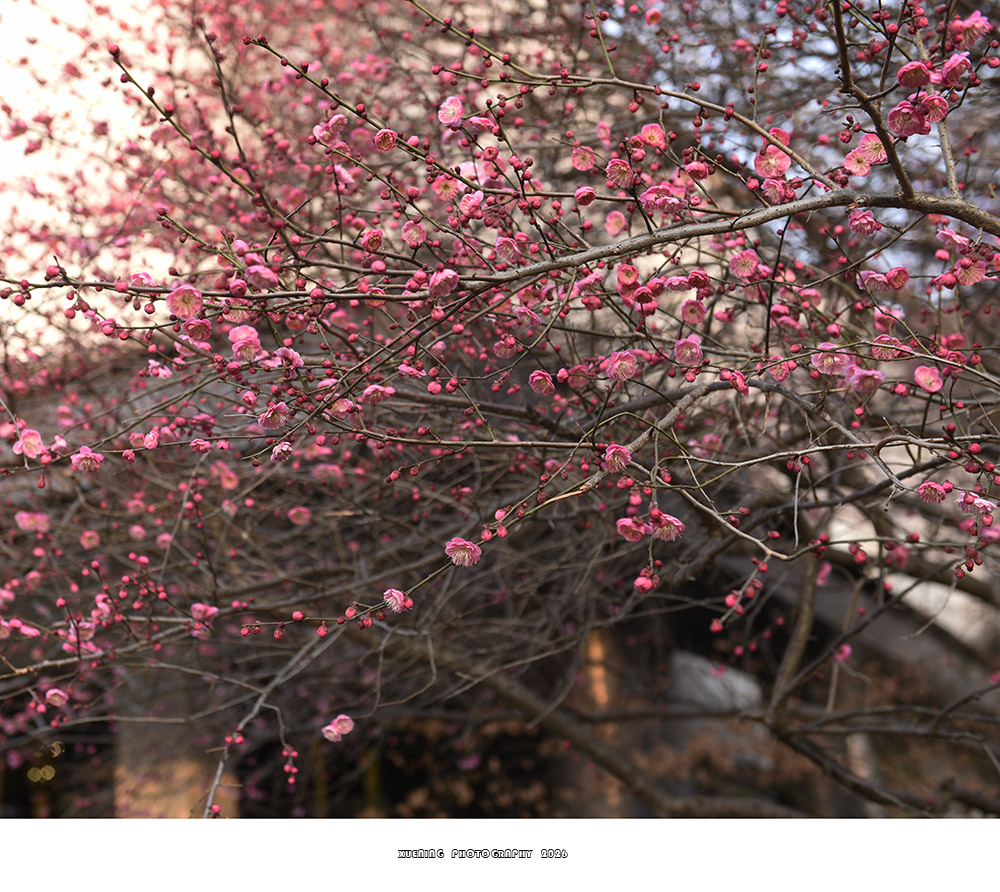 _DSC1948 拷贝.jpg
