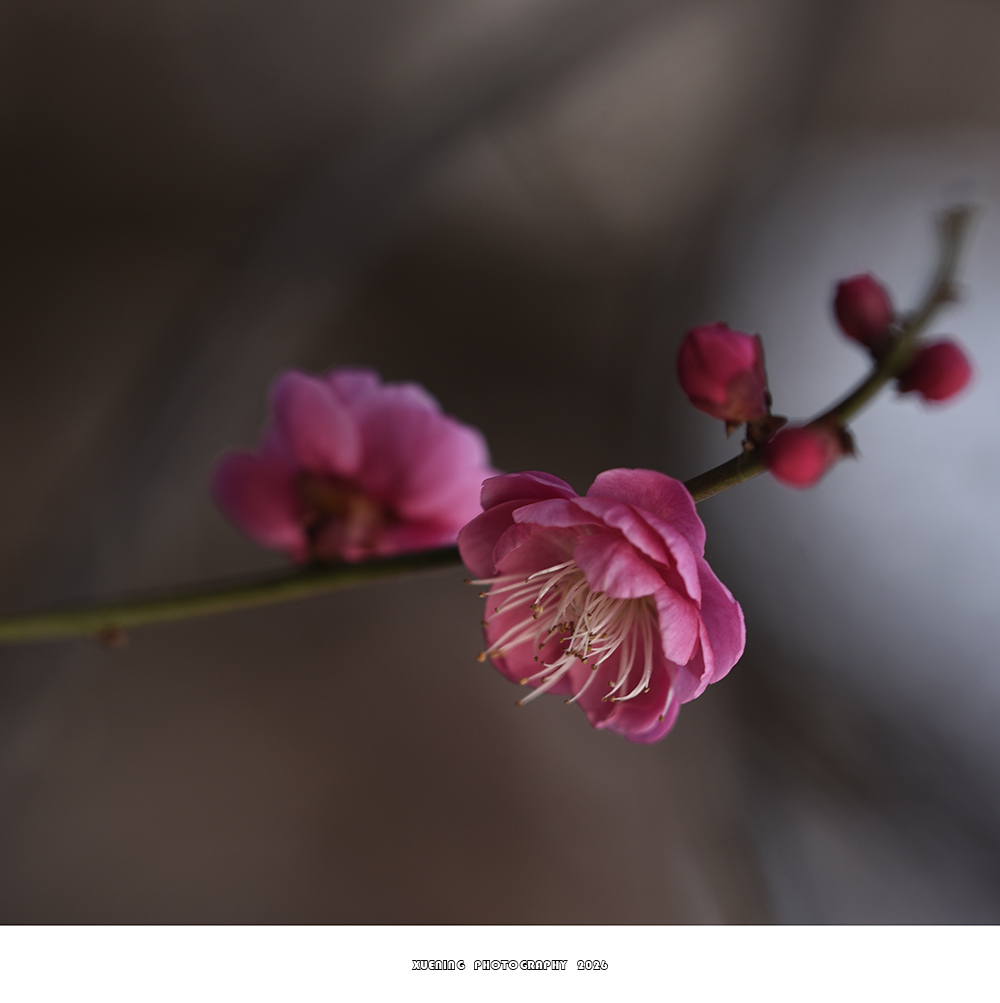 _DSC1985 拷贝.jpg
