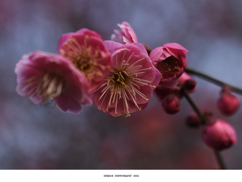 _DSC1959 拷贝.jpg