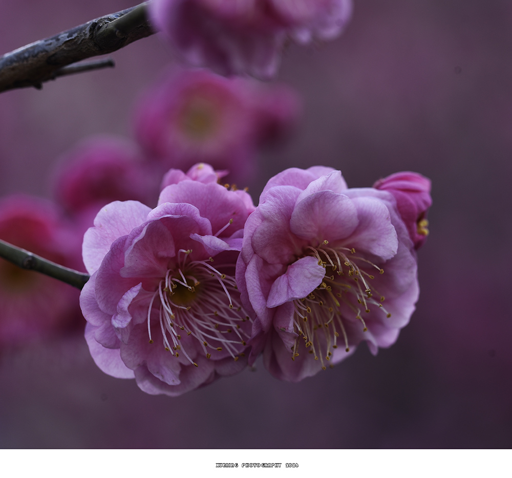_DSC2047 拷贝.jpg