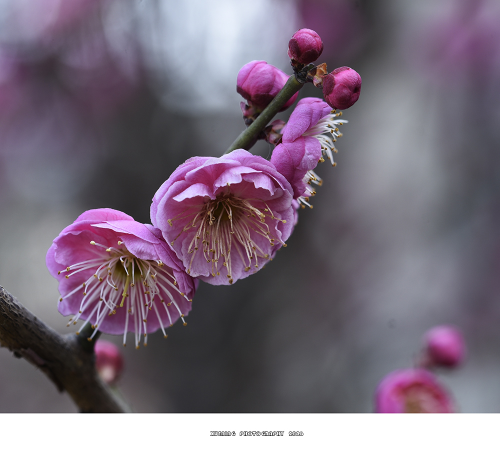 _DSC2035 拷贝.jpg