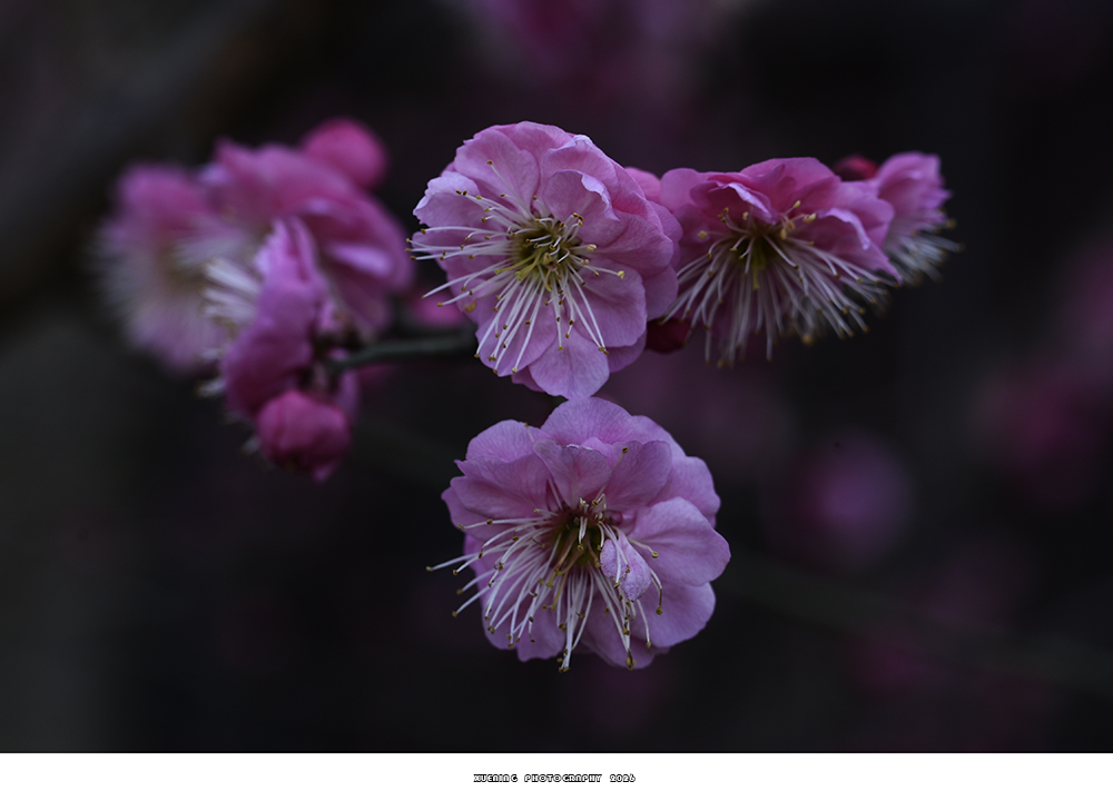 _DSC2039 拷贝.jpg