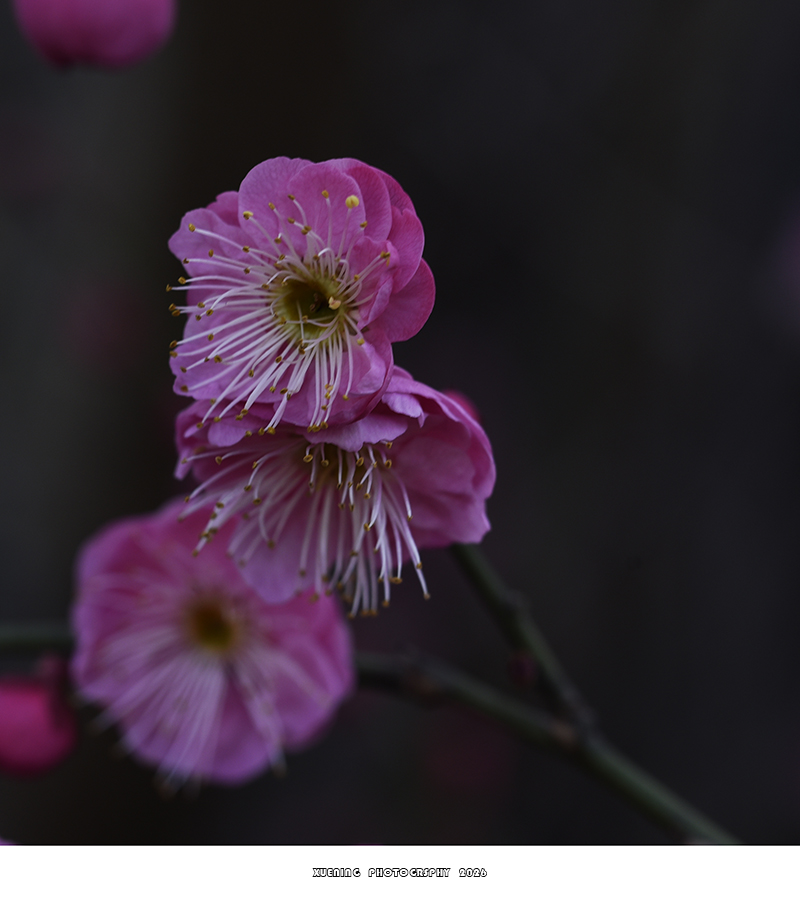 _DSC2041 拷贝.jpg