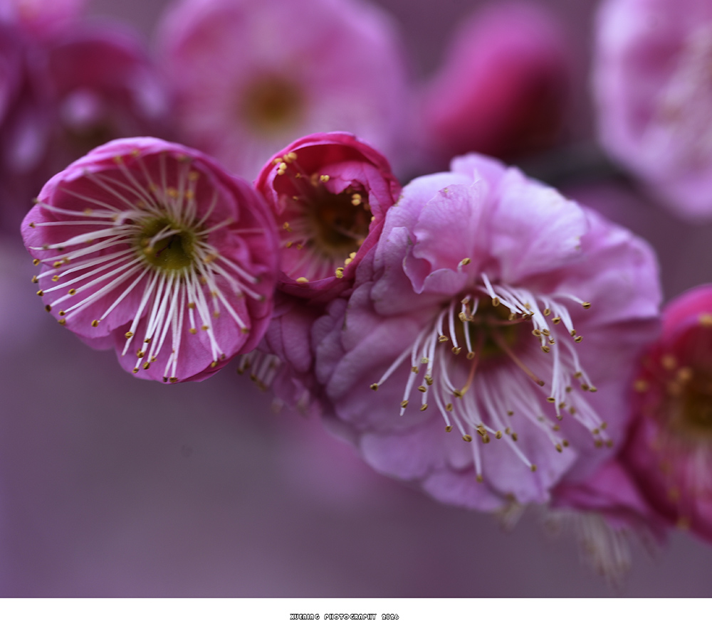 _DSC2056 拷贝.jpg