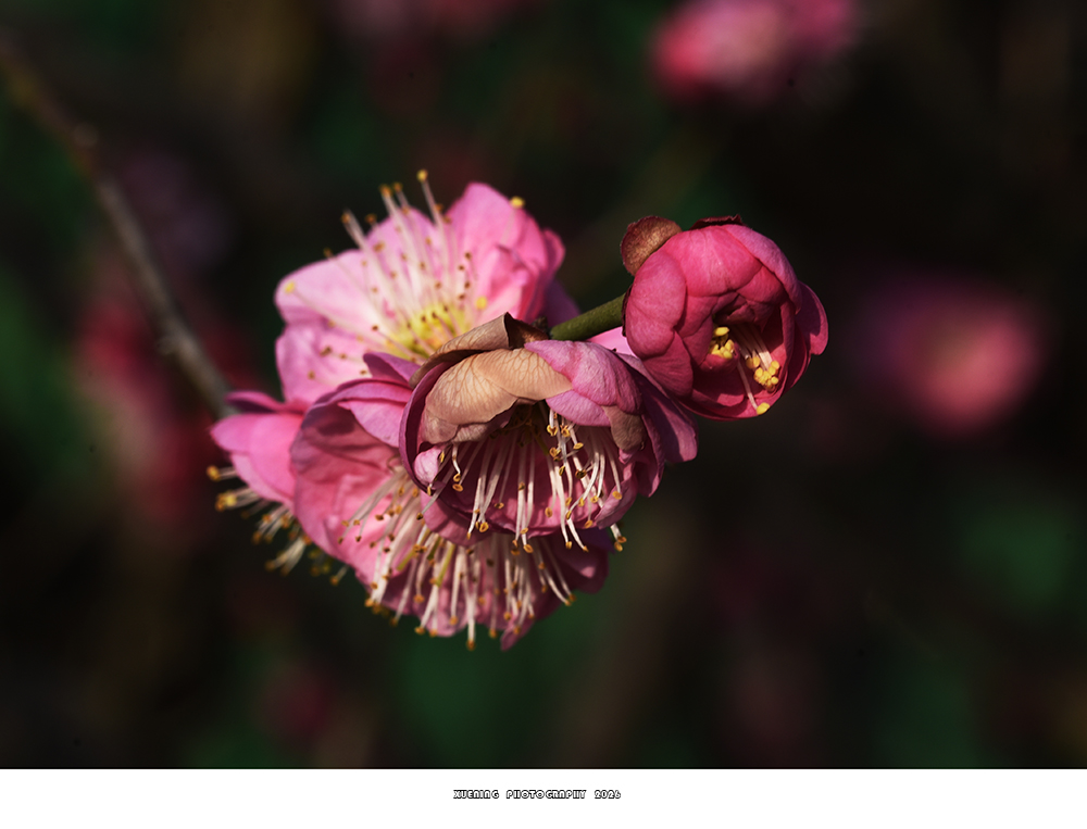 _DSC2063 拷贝.jpg