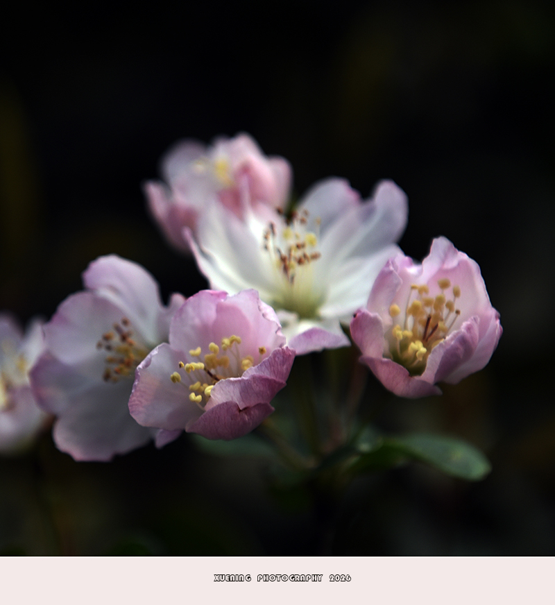 _DSC4853 拷贝.jpg