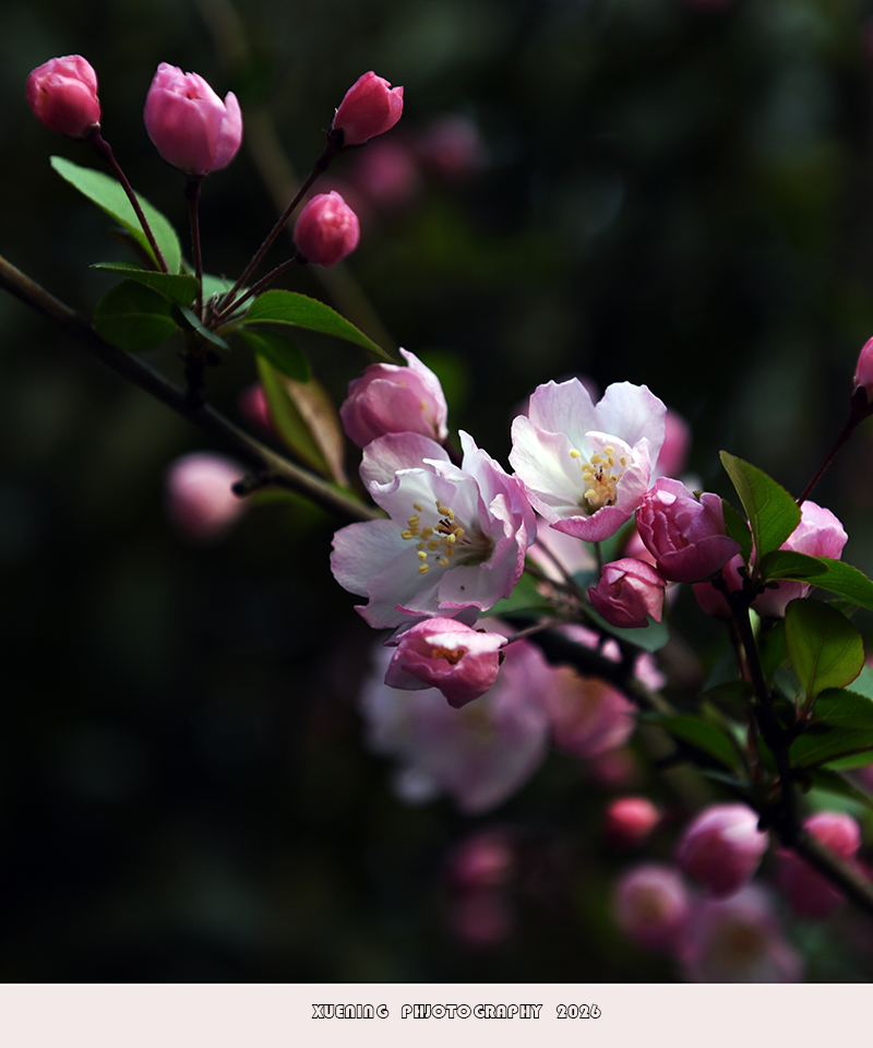 _DSC4852 拷贝.jpg