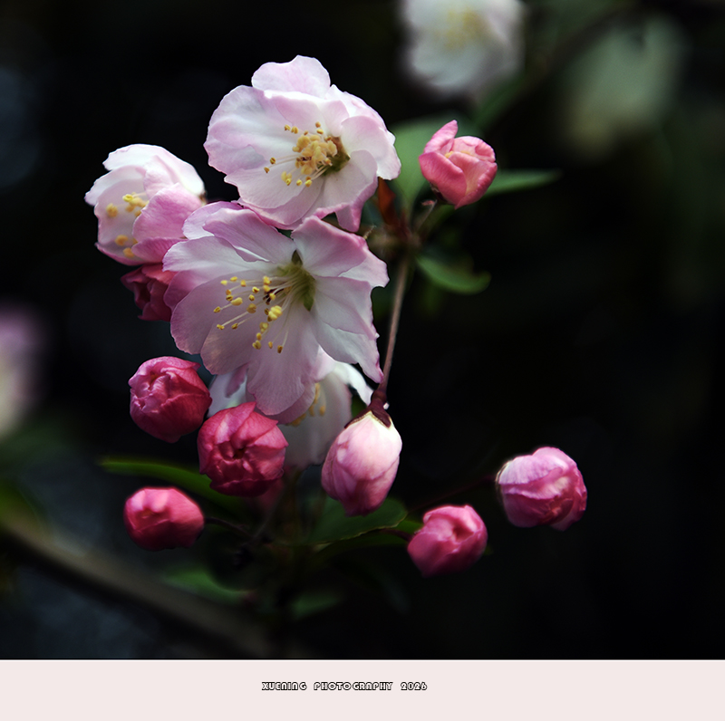 _DSC4854 拷贝.jpg