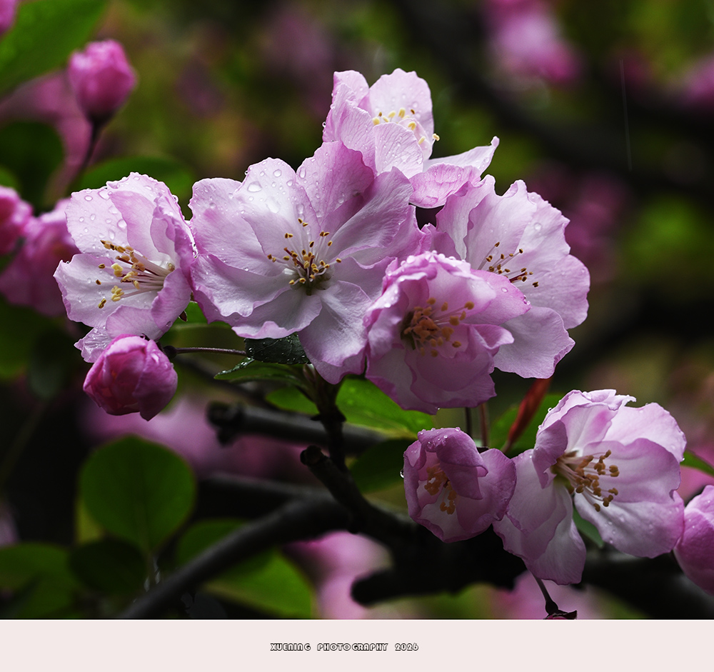 _DSC4953 拷贝.jpg