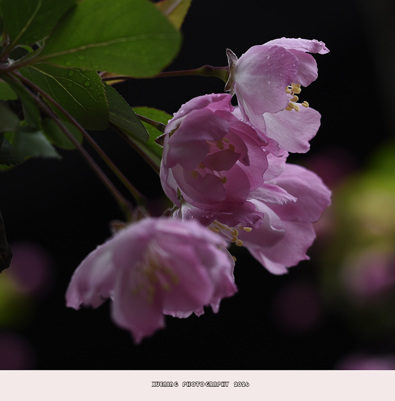 _DSC4970 拷贝.jpg