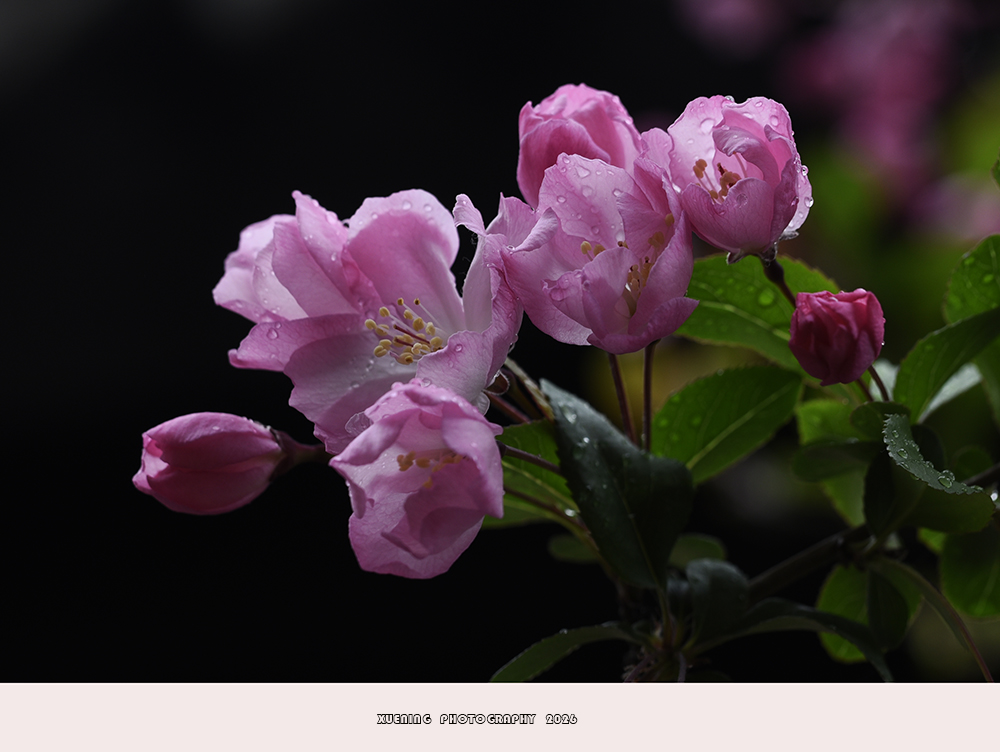 _DSC4979 拷贝.jpg