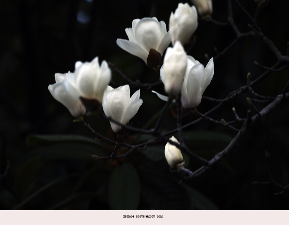 _DSC3556 拷贝.jpg