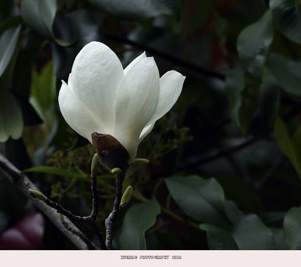 _DSC4412 拷贝.jpg