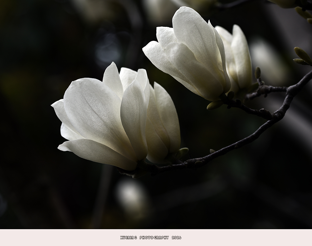 _DSC4409 拷贝.jpg