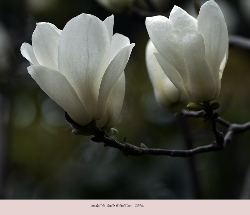 _DSC4413 拷贝.jpg